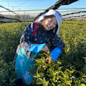 Wore the traditional costume for the tea picking experience in Nishio, Aichi