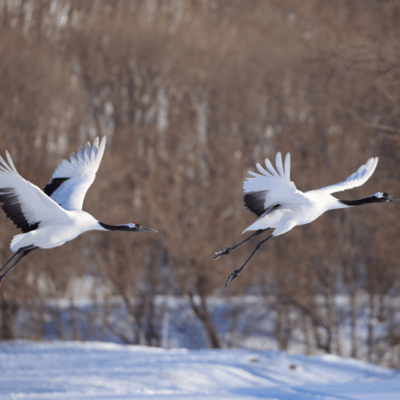 red crowned cranes